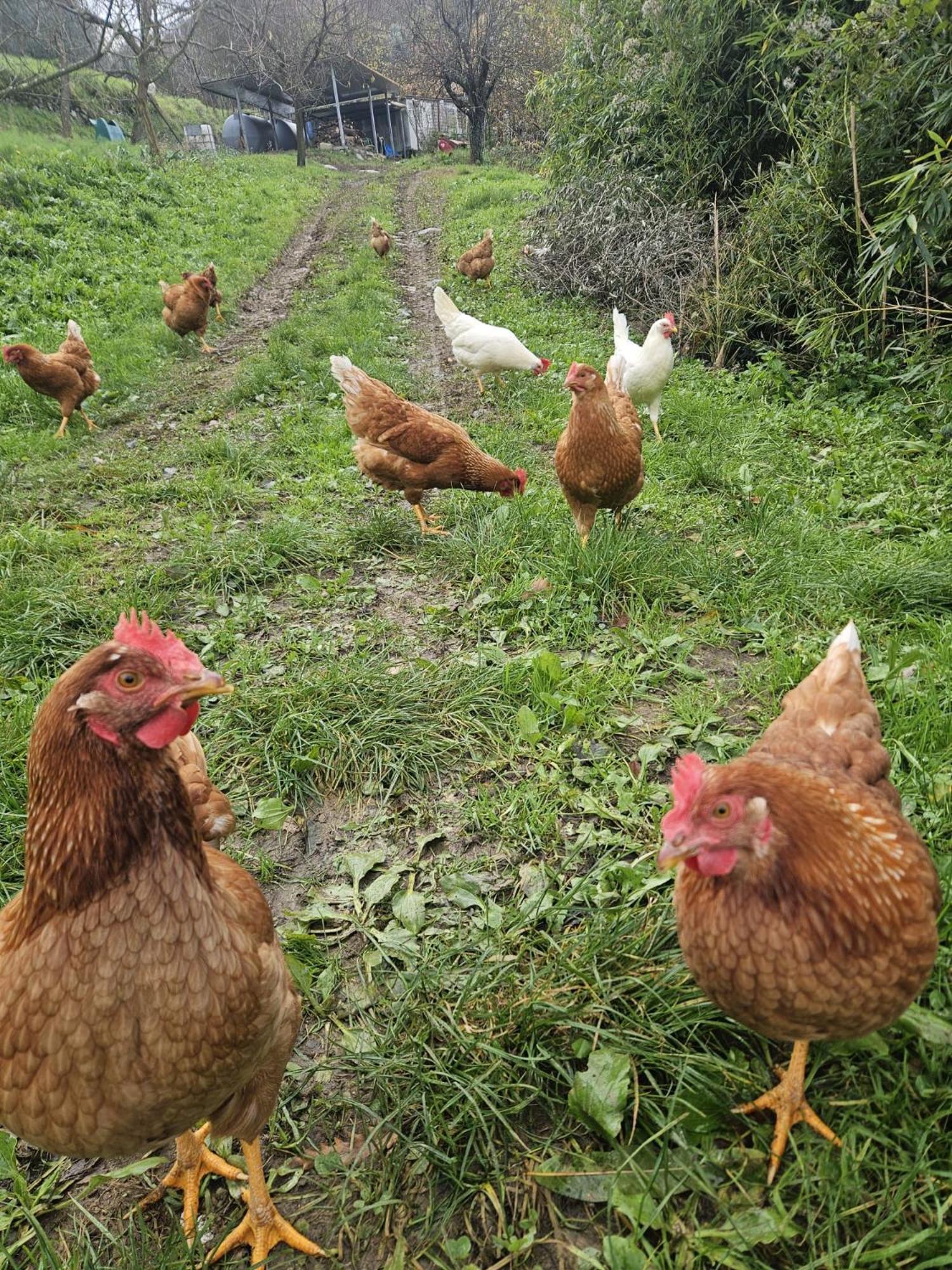 Podere Il Sorriso Degli Angeli Pistoia Dış mekan fotoğraf